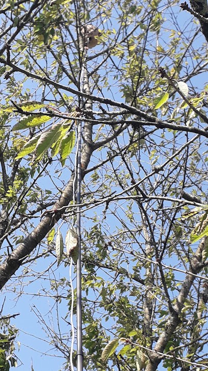 02/51 STOP GUEPES & FRELONS E.I Lefevre Sébastien, Désinsectiseur et Dératiseur à Montaigu