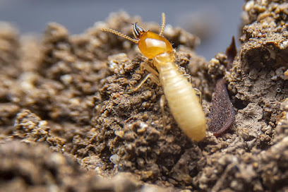 Sos Mérule - Entreprise Traitement De Charpente Bois, Termite, Capricorne, Humidité, Mérule, Démoussage 33 Désinsectiseur - Dératiseur à Bordeaux