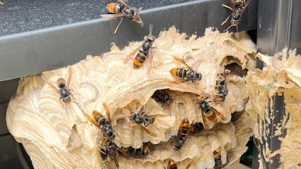 SOS NUISIBLE 33, Désinsectiseur et Dératiseur à Lège-Cap-Ferret