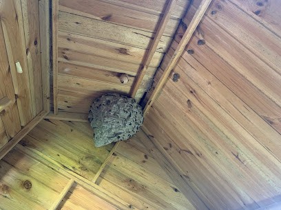 IGF Isère Guêpe Frelon / Dératisation / Destruction Des Nuisibles, Désinsectiseur et Dératiseur à Saint-Romain-de-Surieu