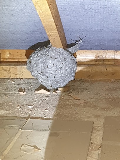 Guepes-frelons-kochersberg, Désinsectiseur et Dératiseur à Schnersheim