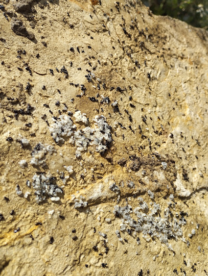 Pest Assistance Désinsectiseur - Dératiseur à Nice