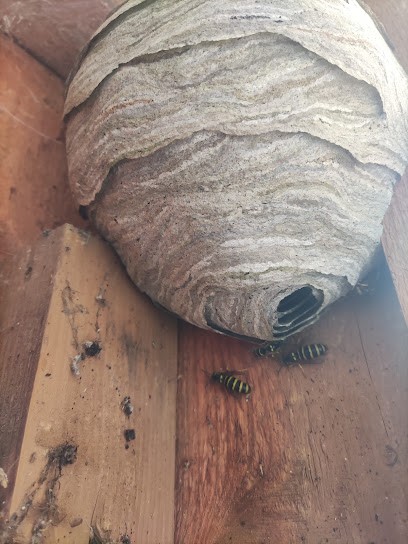 Anti guepes et frelons, grand Besançon / vallée de la Loue / Haut Doubs, Désinsectiseur et Dératiseur à Ornans