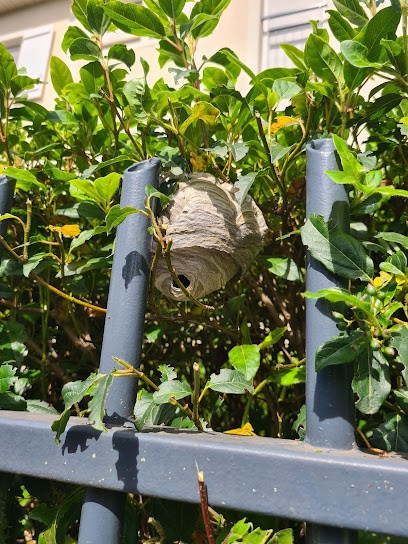 APIS Apiculture Et Désinsectisation, Désinsectiseur et Dératiseur à Villeneuve-sur-Auvers