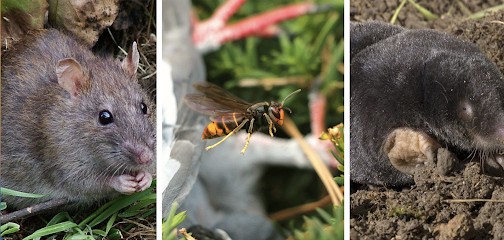 S'taupes Nuisibles 62 - Nids De Guêpes, Nids De Frelons, Taupes, Rats, ..., Désinsectiseur et Dératiseur à Zudausques