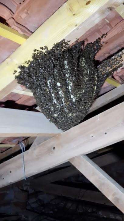 Provence Abeilles et Nuisibles, Désinsectiseur et Dératiseur à Régusse