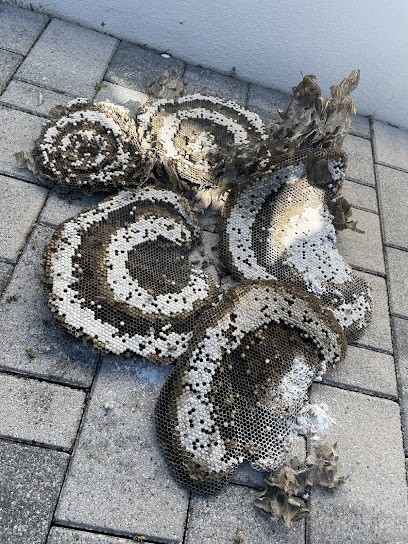 SOS Nuisibles/Guêpes 67, Désinsectiseur et Dératiseur à Avolsheim