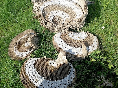 Easy Guepes, Désinsectiseur et Dératiseur à Weitbruch