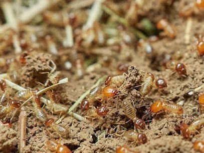 Termites & Nuisibles Gironde, Désinsectiseur et Dératiseur à Portets