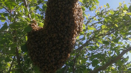 Frelon Nantes 44 Frelons Guêpes Bourdons Abeilles, Désinsectiseur et Dératiseur à Sainte-Pazanne