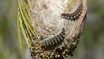 P.E.V., Désinsectiseur et Dératiseur à Varennes-Vauzelles