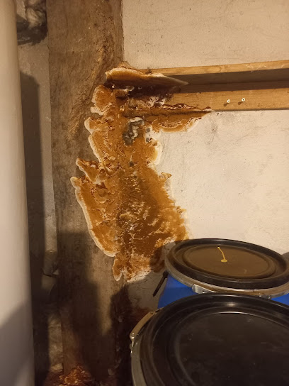 Pami 34 - Traitement Bois - Termites Désinsectiseur - Dératiseur à Sète