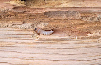 Pami 13 Traitement Bois - Termites Désinsectiseur - Dératiseur à Marseille