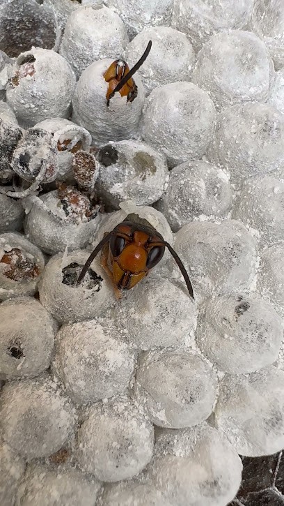 STOP NUISIBLES EXPRESS deratisation puce cafard punaise de lit souris rat, Désinsectiseur et Dératiseur à Nages-et-Solorgues