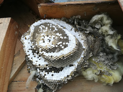 Richard Cuartero Terre D'abeilles Désinsectiseur - Dératiseur à Colomiers