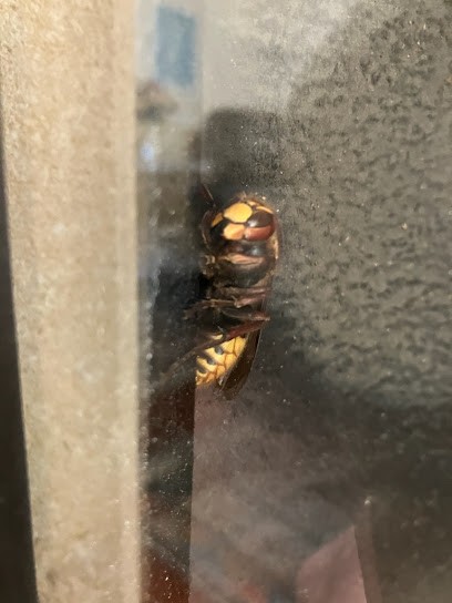 A’pique Déstruction De Nids De Guêpes Et Frelons, Désinsectiseur et Dératiseur à Tavers