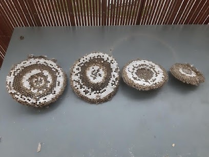 Archipel hygiène et service, Désinsectiseur et Dératiseur à Saint-Priest