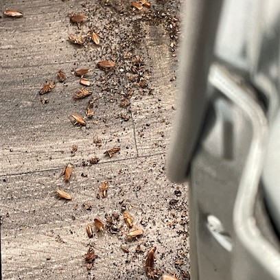 Isère 3D - Dératisation Désinsectisation Nids De Guêpes Grenoble Voiron Bourgoin Jallieu, Désinsectiseur et Dératiseur à Rives