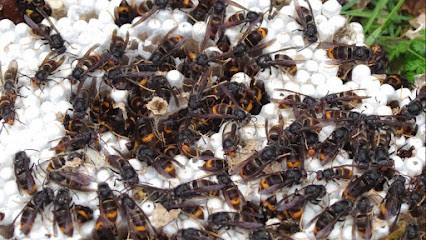 Kipic-19, Désinsectiseur et Dératiseur à Varetz