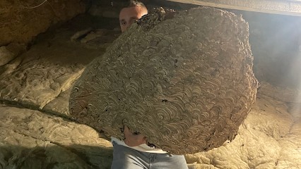 Pronuisible 16, Désinsectiseur et Dératiseur à Saint-Adjutory