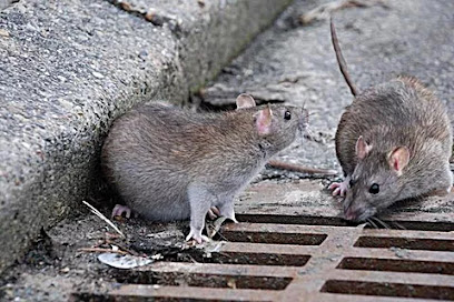 Val'guêpes3D Frelons/Guêpes/Rats/Souris/Chenilles Processionnaires/Punaises De Lit/Taupes 44-49-85 Désinsectiseur - Dératiseur à Vallet