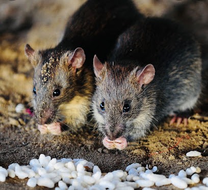 TBP Nuisibles, Désinsectiseur et Dératiseur à Cannes