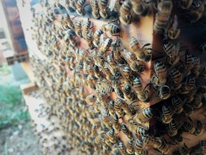 Florian Nuisible, Désinsectiseur et Dératiseur à Crouy-en-Thelle