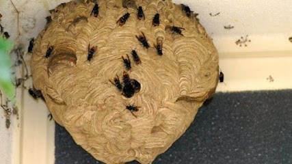 JB Guêpes Et Nuisibles, Désinsectiseur et Dératiseur à Saint-Maurice-Colombier