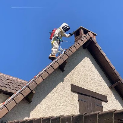 Frelon Perché . Elimination Guêpes , Frelons , Chenilles processionnaires et autres nuisibles.., Désinsectiseur et Dératiseur à Saint-Éliph