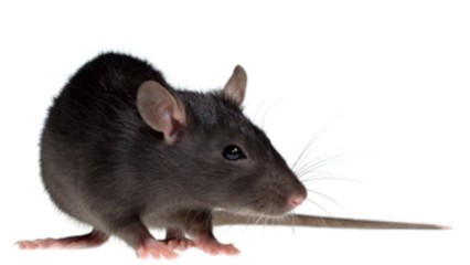 Hygiene Centre Est EIRL, Désinsectiseur et Dératiseur à Cran-Gevrier