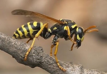 ANDRO Patrick, Désinsectiseur et Dératiseur à Saint-Étienne-de-Fontbellon