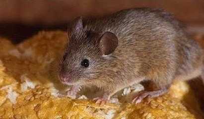 Allo Centre Technique Anti-Parasite, Désinsectiseur et Dératiseur à Saint-Briac-sur-Mer