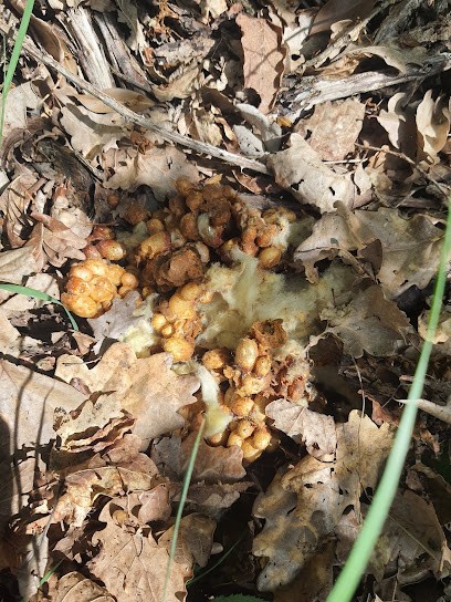 DELCOURT GUÊPES ET FRELONS, Désinsectiseur et Dératiseur à Châteauneuf-sur-Loire