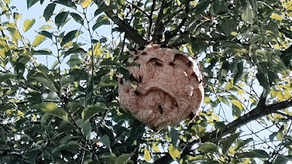 Hornet Buster, Désinsectiseur et Dératiseur à Saint-Leu-d'Esserent