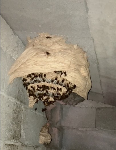 Guêpes Clean 13. Destructions De Frelons, Guêpes Et Chenilles Processionnaires., Désinsectiseur et Dératiseur à Saint-Cannat