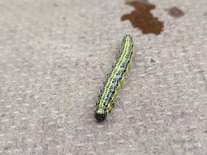 AE Destruction - destruction nid de guêpe et de frelon - dératisation - Lisieux, Désinsectiseur et Dératiseur à Manerbe