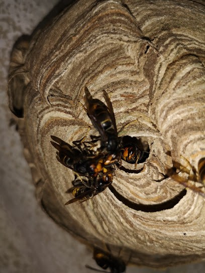 Capte Nuisibles, Désinsectiseur et Dératiseur à Solesmes