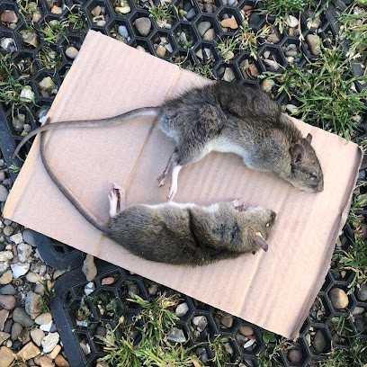 Oise Anti Nuisible, Désinsectiseur et Dératiseur à La Drenne