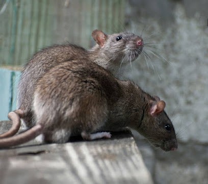 Jérôme Daubignard, Désinsectiseur et Dératiseur à Vendôme