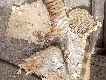 Adishatz Nuisibles Landes, Désinsectiseur et Dératiseur à Rion-des-Landes