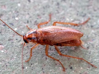 NGAN EURE - Entreprise Anti-Nuisibles, Désinsectiseur et Dératiseur à Évreux