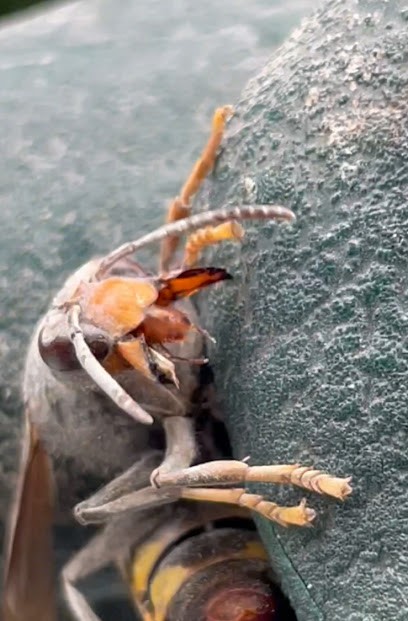 PARABETES- Nuisibles, Désinsectiseur et Dératiseur à Montbert