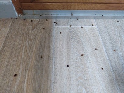 PHOENIX, Désinsectiseur et Dératiseur à Tancua