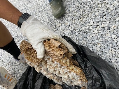 Md Service Guêpes Frelons 08 Reims 51 / Désinsectisation et destruction nids de guêpes nids de frelons, Désinsectiseur et Dératiseur à Rethel