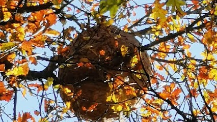 GFC - Guêpes Frelons Désinsectisation, Désinsectiseur et Dératiseur à Saint-Martin-d'Abbat