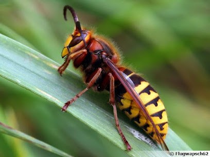Baum 3d Hygiène Et Nuisibles, Désinsectiseur et Dératiseur à Saint-Trivier-sur-Moignans