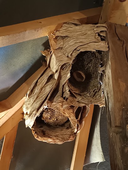 TOPGUÊPE guêpe et frelon, Désinsectiseur et Dératiseur à Voray-sur-l'Ognon