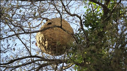 FRELON37STOP, Désinsectiseur et Dératiseur à Rochecorbon