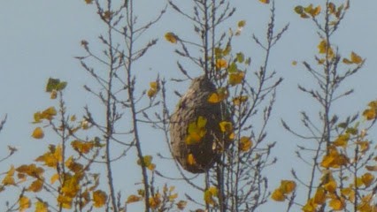 Dard Dard 53, Désinsectiseur et Dératiseur à Argentré