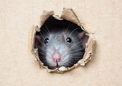 Aquitaine Nuisibles Médoc Désinfection Désinsectisation Dératisation Lacanau Lesparre Médoc rats souris guêpes frelons, Désinsectiseur et Dératiseur à Lacanau